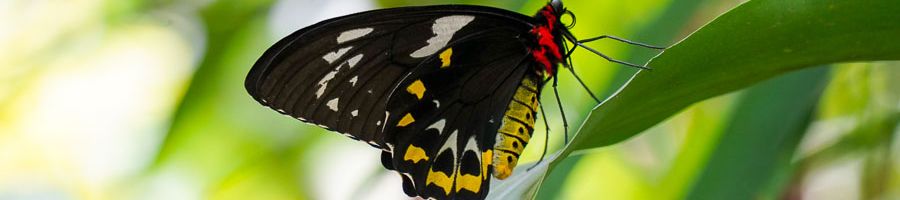 black, red and yellow Butterly on a leaf in Cairns forest
