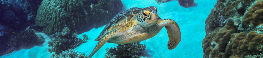 Snorkel the Reef