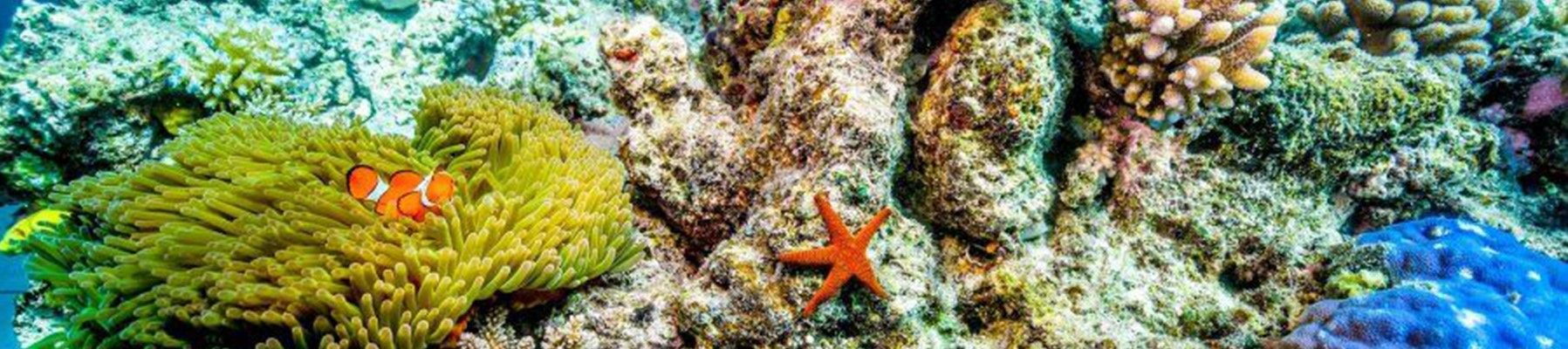 Clownfish and starfish playing in coral garden