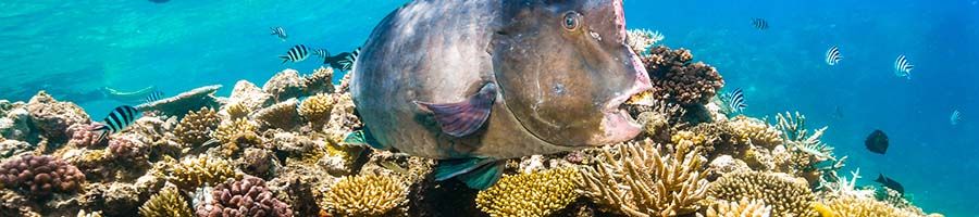 fish in the great barrier reef