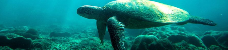 Great Barrier Reef, QLD Turtle swimming in blue water through the Great Barrier Reef