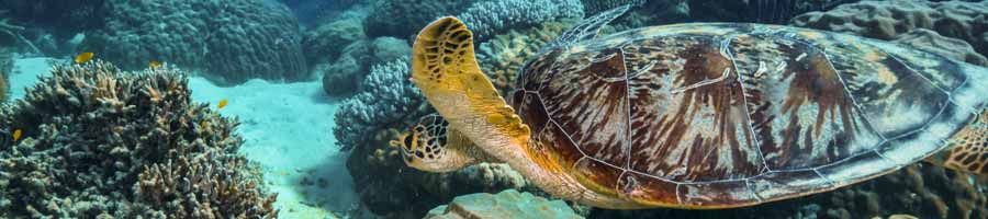turtle underwater