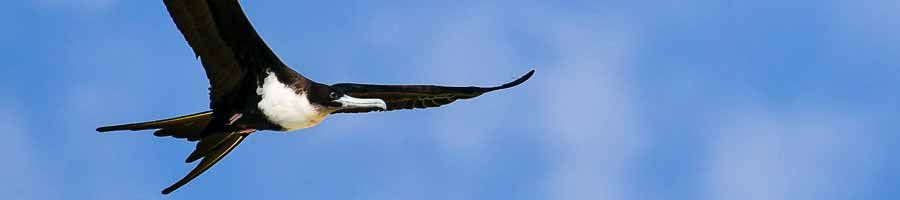 Seabird over the Great Barrier Reef seabird in flight