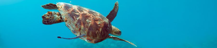 Sea turtle on the Great Barrier Reef