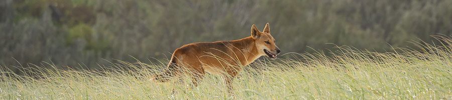 K'gari dingo A dingo walking through long grass