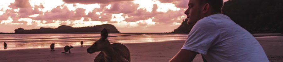 Cape Hillsborough kangaroos on beach at sunrise