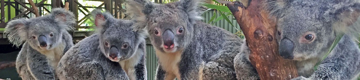 Koalas on branch in wildlife park