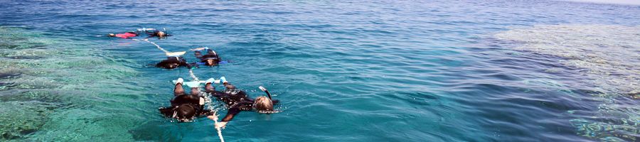 Sydney Sundancer A group of people snorkelling in the ocean