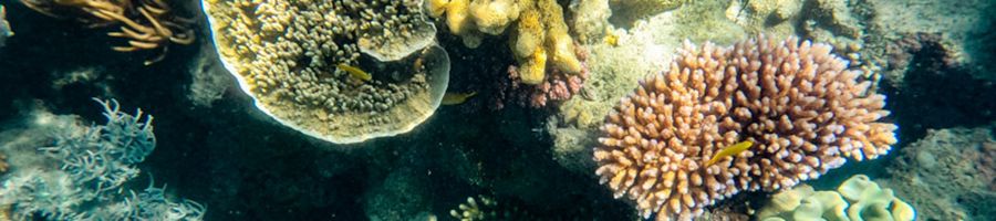 Coral Reefs Coral Reefs