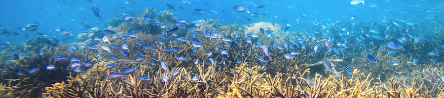 Coral Reef A school of fish swimming through coral reef