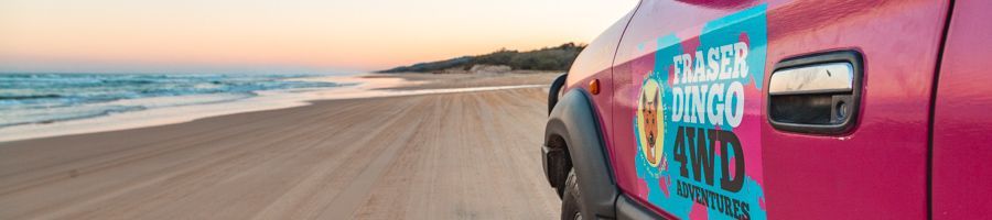 Fraser Dingo Fraser Dingo