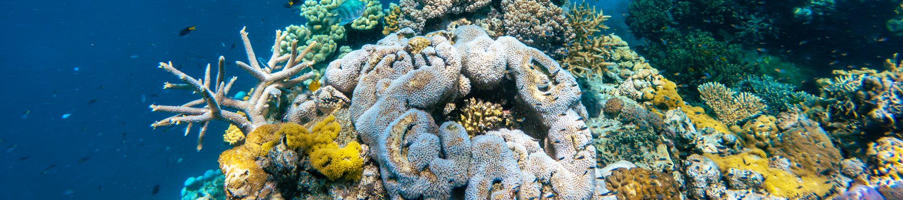 Viper Whitsundays coral on the great barrier reef