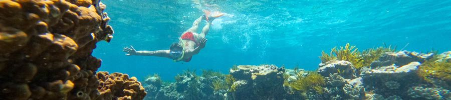 Great Barrier Reef snorkelling A women snorkelling in the Great Barrier Reef