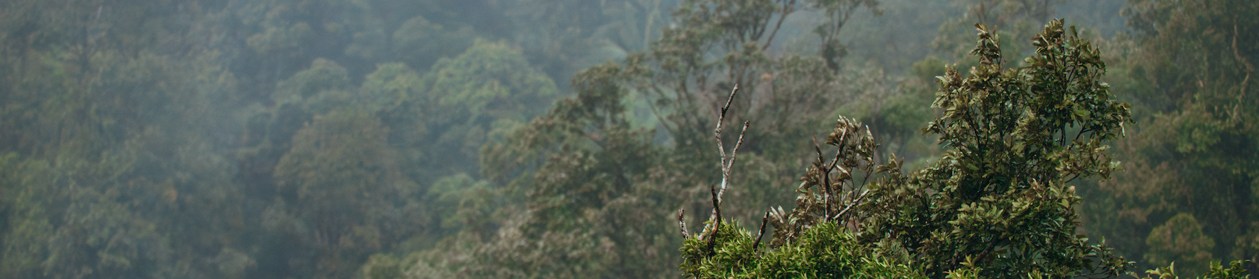 a misty rainforest in the mountains