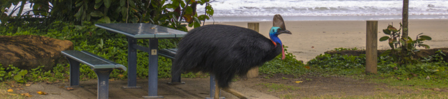 Cassowary at Etty Bay Beach