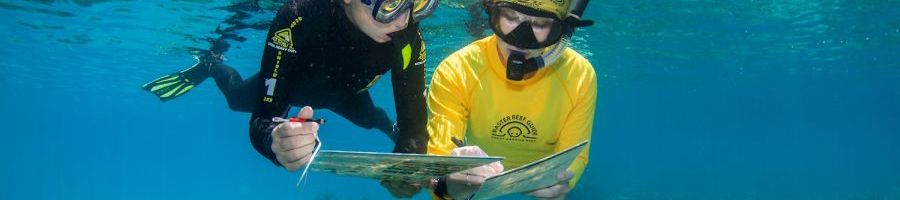 two snorkellers collecting data on the reef