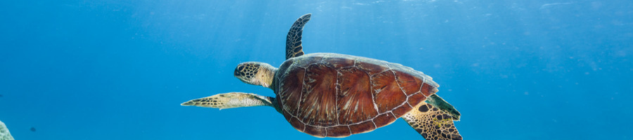 Green Sea Turtle Green Sea Turtle swimming in the ocean