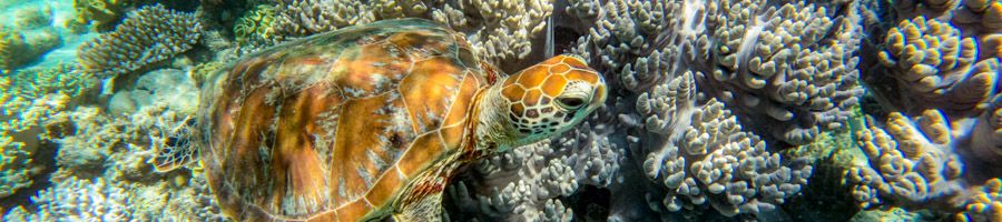 Sea turtle turtle swimming in a coral reef