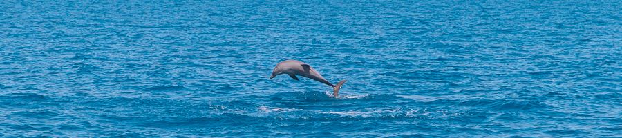 Dolphin Whitsundays dolphin jumping out of the water at sea