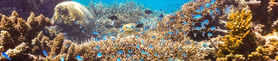 Beautiful underwater shot of the reef