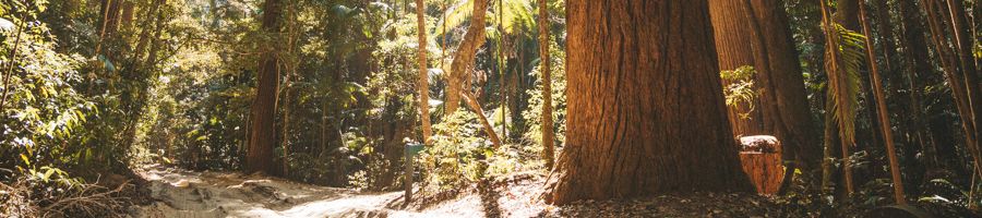 rainforests growing in the sand on K'gari (Fraser Island)