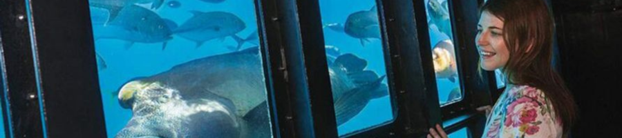 Woman looking at fish in the ocean underwater observatory