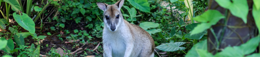 Rainforestation wallaby in garden