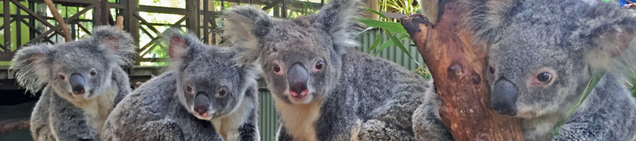 Four koalas sitting on a tree branch