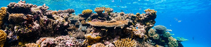 Great Barrier Reef underwater in the Whitsunday Islands
