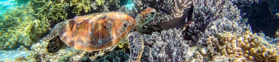 sea turtle swimming in the great barrier reef