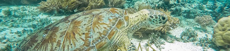 Sea Turtle sea turtle swimming along the ocean floor