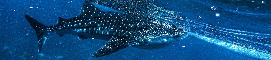 whale sharks swimming in the ocean of australia