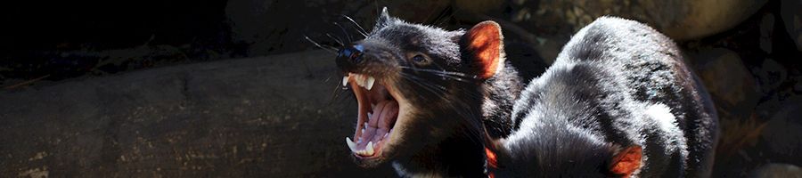 Tasmanian Devils, Unzoo Two Tasmanian Devils on a rock