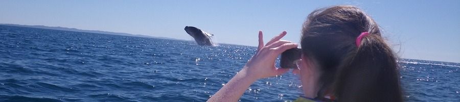 Whale breaching in Noosa, Queensland, Australia A kayaker taking a photo of a whale