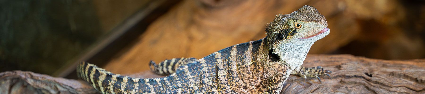 Australia Zoo A close up image of a bearded dragon lizard