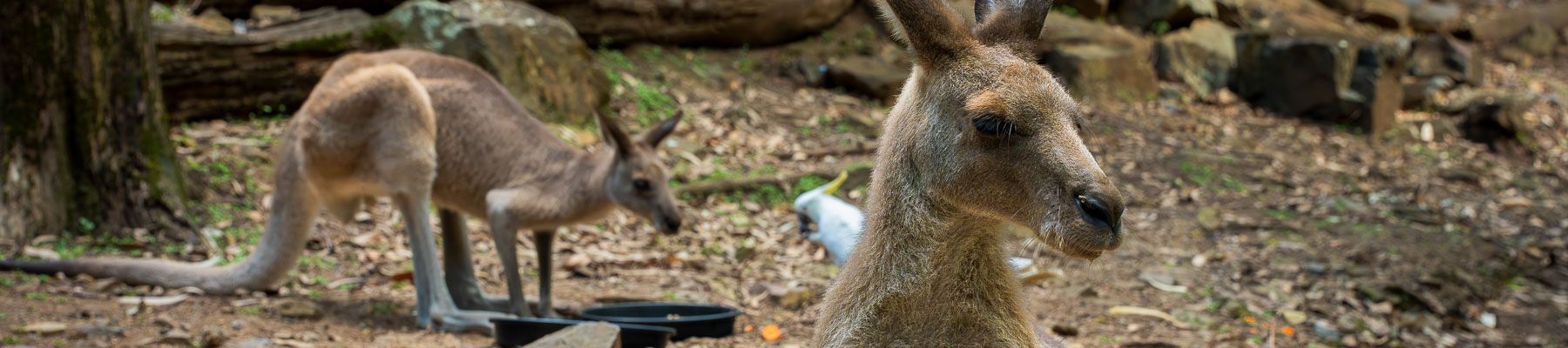 Australia Zoo Two kangaroos at a zoo looking at the camera