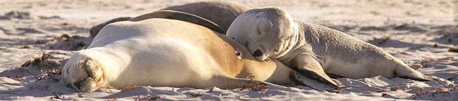 Sea Lions South Australia sea lions on the sandy beach in flinders chase national park