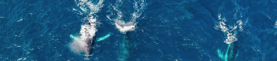 Whale Season Whitsundays An aerial shot of whales