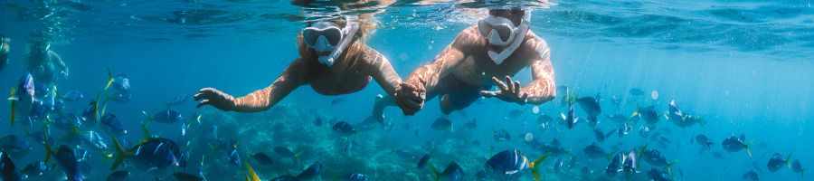 Outer Great Barrier Reef, Queensland A man and a woman snorkelling in the water and looking at fish