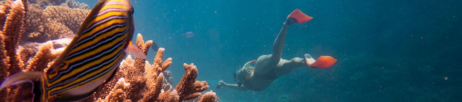 Great Barrier Reef, Queensland A woman snorkelling among coral in the Great Barrier Reef