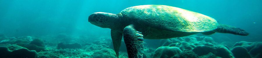 A turtle swimming around in the Whitsundays