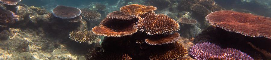 Corals Great Barrier Reef underwater corals on the great barrier reef