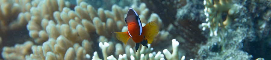 Semi-Submersible A clown fish up close swimming in amongst coral