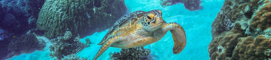 a green sea turtle swimming underwater