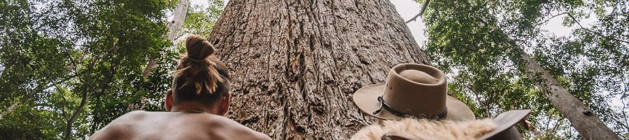 A man and a woman looking up at a tree in K'gari