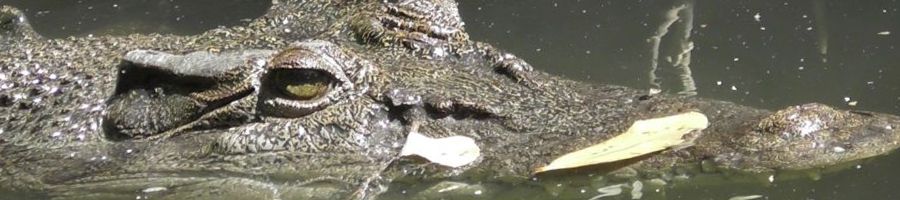 close up of saltwater crocodile in the daintree river