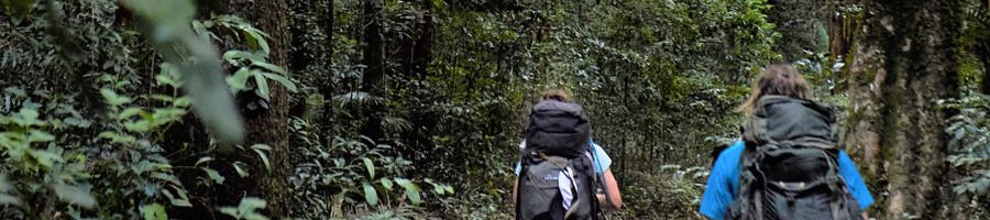 Hikers walking through the rainforest on K'gari