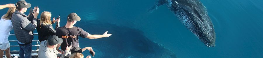 Whale Watching people on a boat watching whales swim in the water