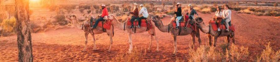 sunrise camel tour in the outback desert australia
