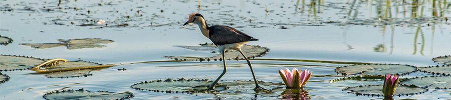 bird and plants in the wetlands of australia top end